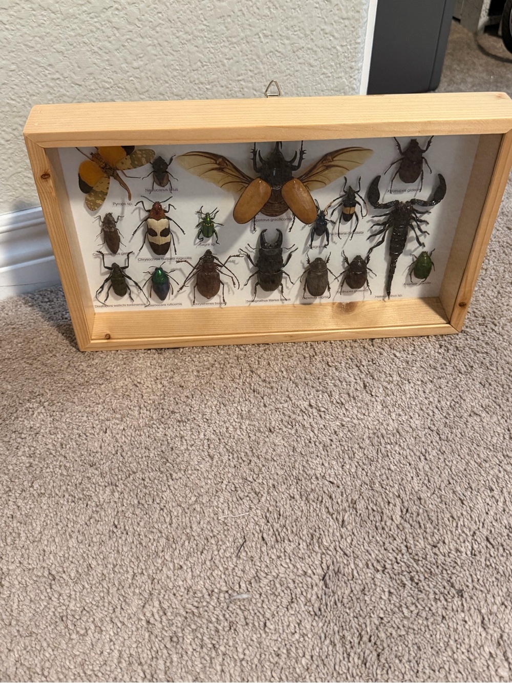 Framed Insect and Scorpion Display - Natural Wood Frame - Multi Color